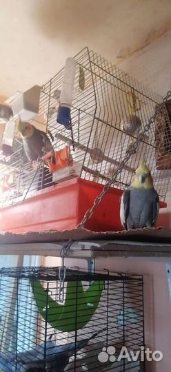 Попугай корелла с клеткой