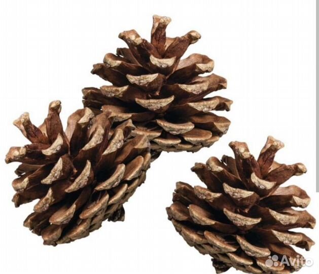Сосновые шишки и шишки лиственницы