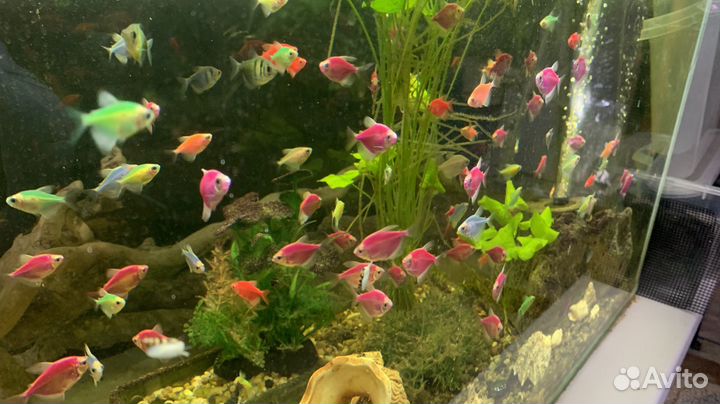 Аквариумные рыбки тернеция гло, данио