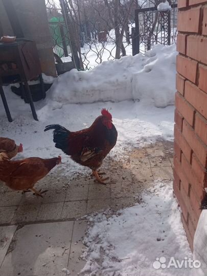 Петух,9мес