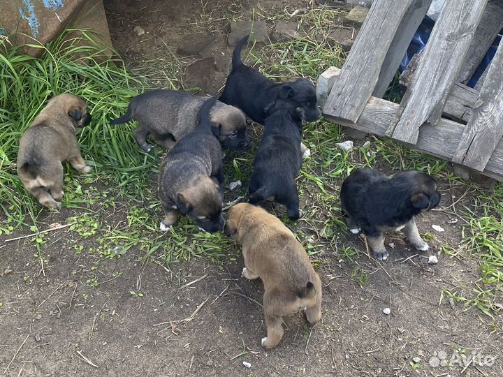 Щенки
