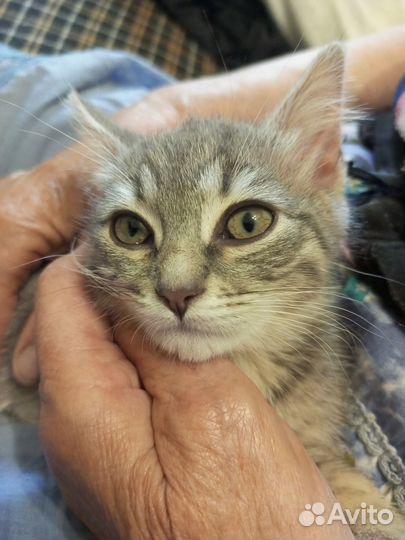 Котенок Ириска в добрые руки