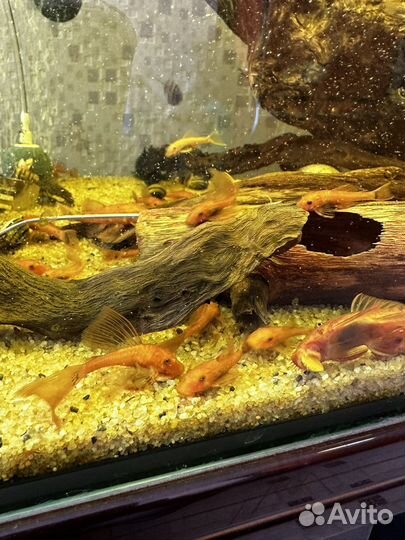 Анциструсы super ред