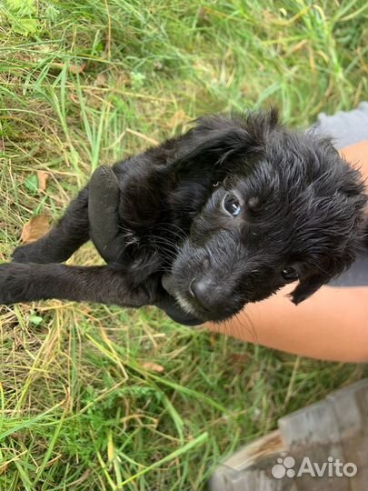 Отдам бесплатно щенки