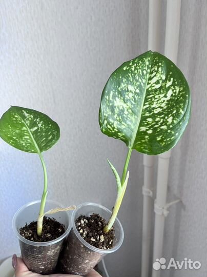 Аглонема диамант