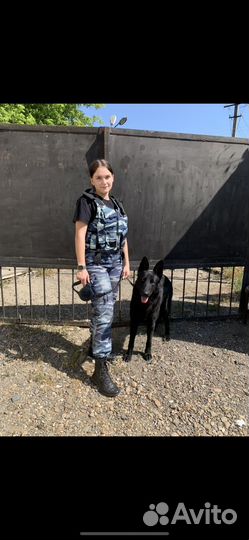 Немецкая овчарка вязка