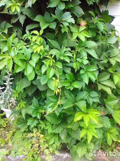 Саженцы девичий виноград