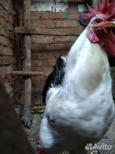 Бойцовые петухи