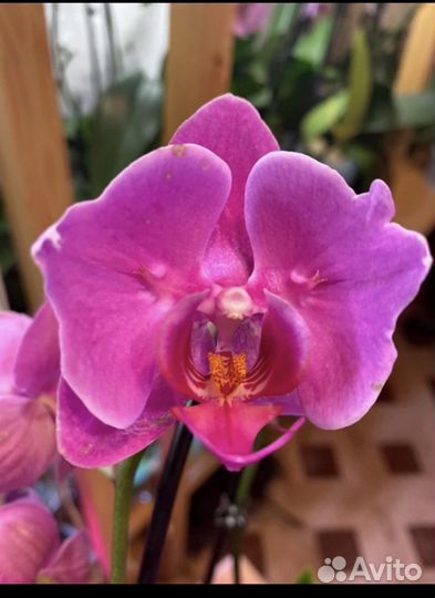 Орхидеи бабочки пелоры