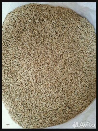 Пшеница ячмень