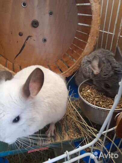 Шиншиллы пара