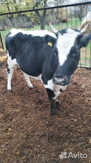 Продается телочка с телятами
