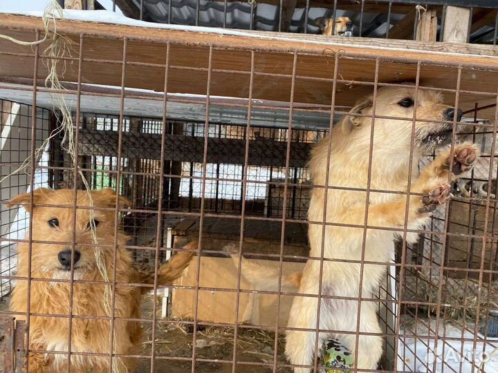 Собаки из приюта ищут дом