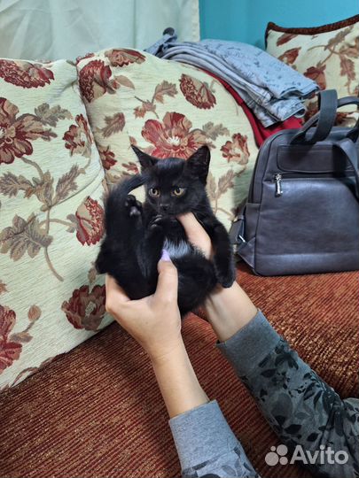 Котята