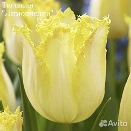 Тюльпан луковицы