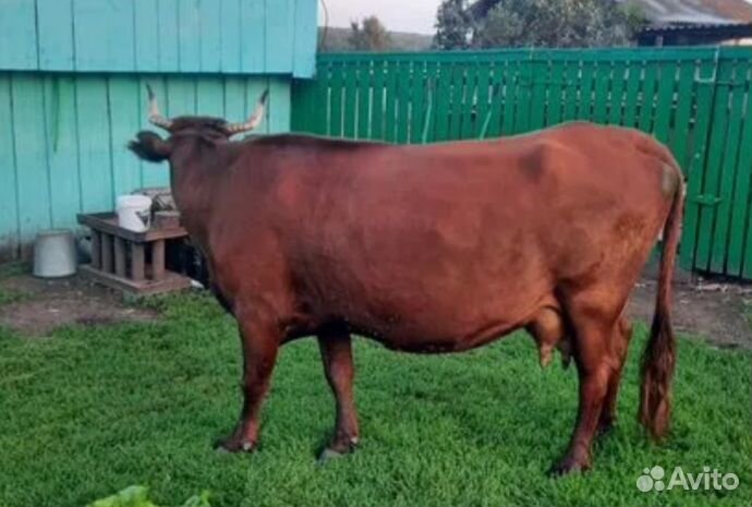 Корова дойная