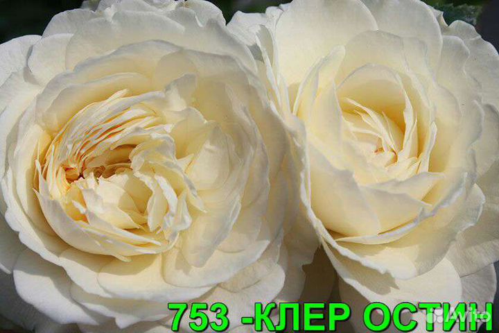 Саженцы роз из питомника