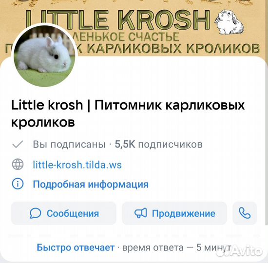 Карликовый кролик из питомника.Доставляем по РФ