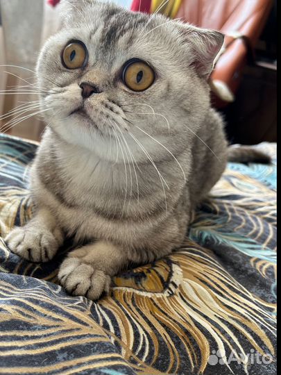 Шотландский кот вязка