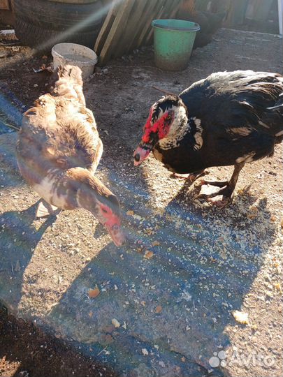 Продам уток