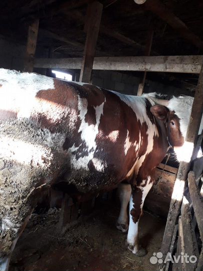 Бык Сементал