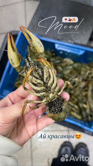 Живые раки Круглосуточно