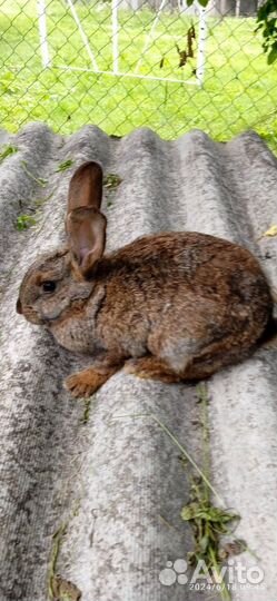 Продам кроликов