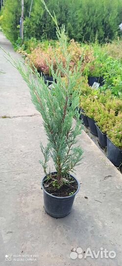 Можжевельник Мунглоу