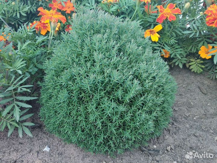 Туя мишка тедди,спирея вангутта