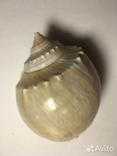 Ракушка Фалиум Глаукум