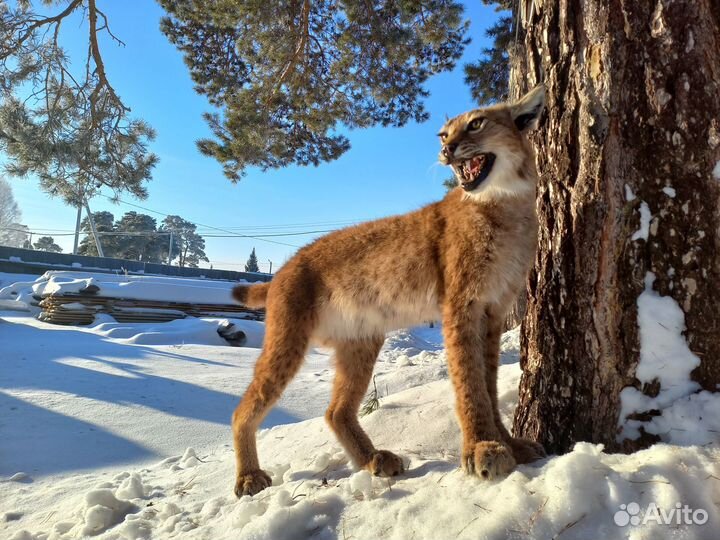 Таксидермия