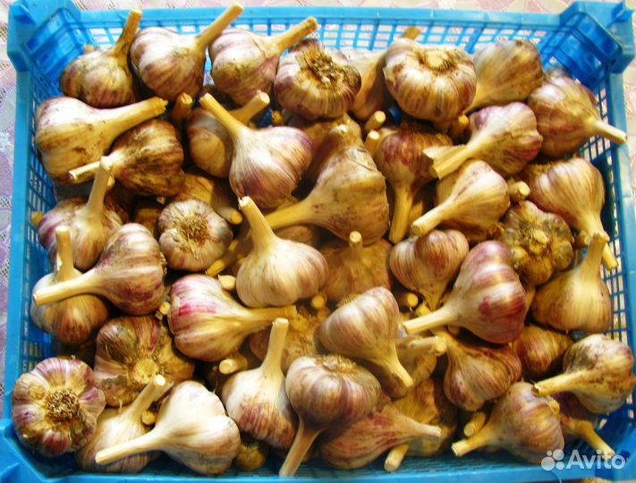 Чеснок озимый на посадку или для еды
