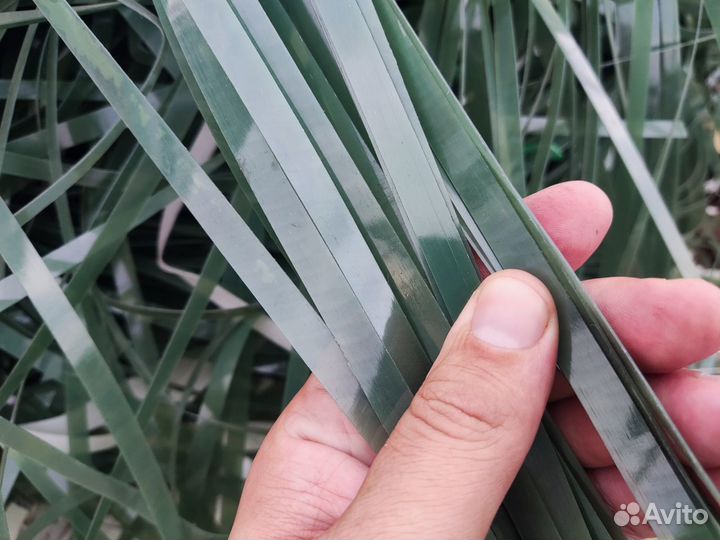 Отходы стреппинг ленты пп-пэт