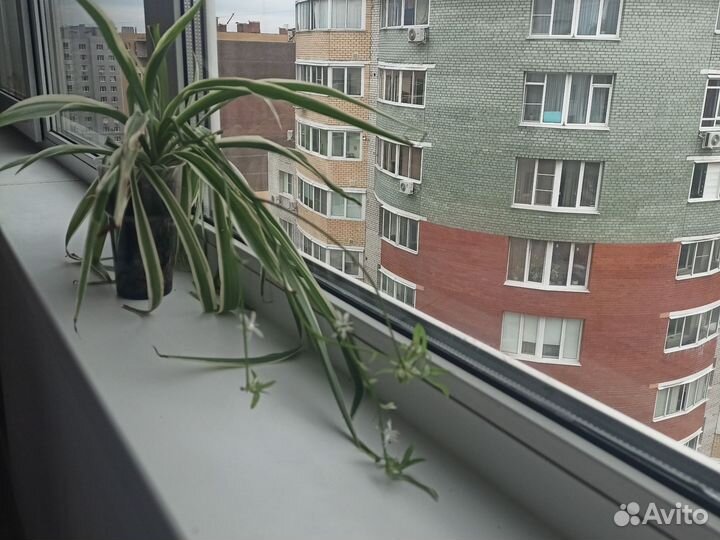 Хлорофитум