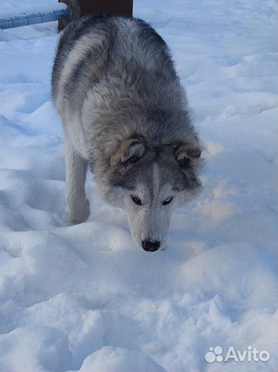 Сибирская хаска/вязка