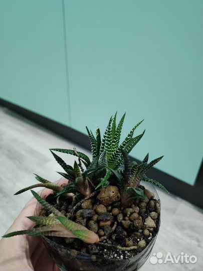 Хавортии (двух видов)