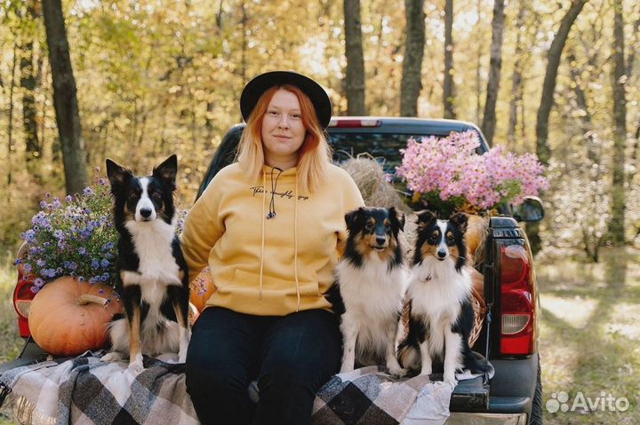 Дрессировка и воспитание собак, кинолог