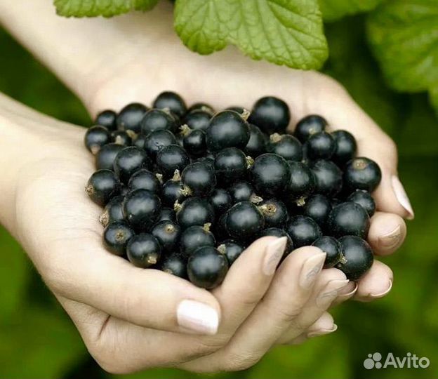 Черная смородина Биг Бен