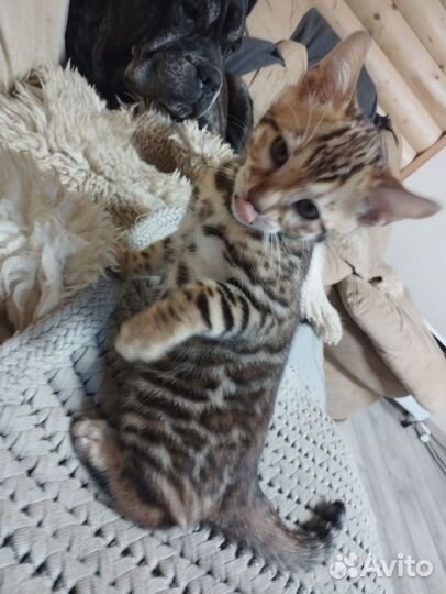 Бенгальские котята