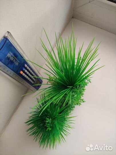 Растения для аквариума