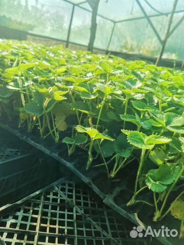 Рассада клубники Априка, Клери купить в Белореченске | Товары для дома ...