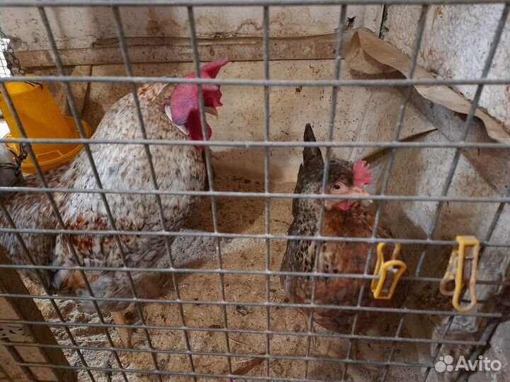 Молодки, семья, цыплята, яйцо