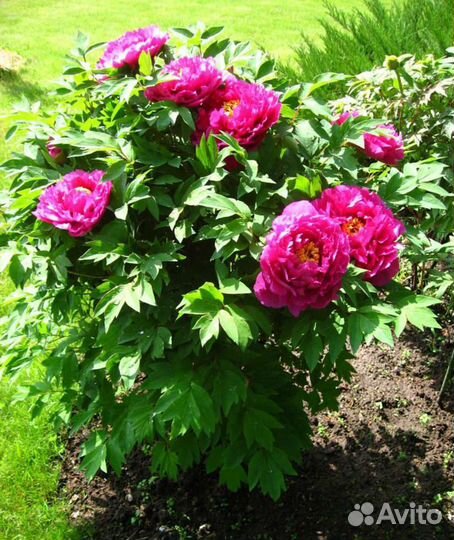 Саженцы древовидного пиона