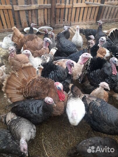 Индюки домашние