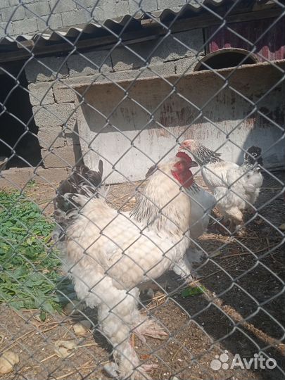 Петухи брама