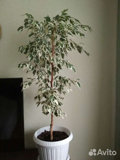 Фикус Бенджамина старлайт