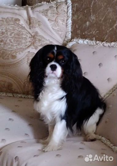 Вязка Кавалер кинг чарльз спаниель