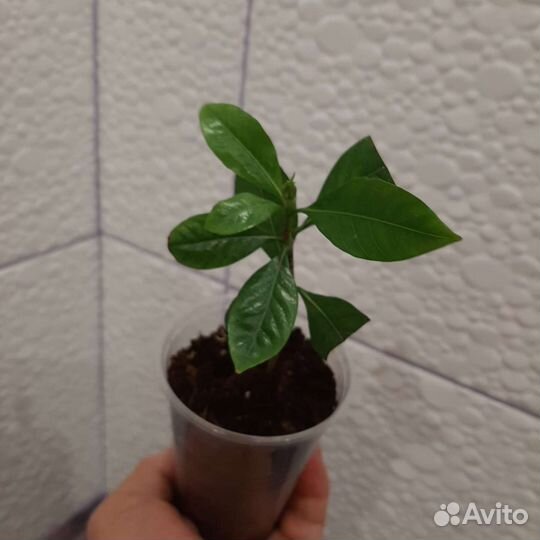 Гардения жасминовидная