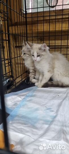 Красивые котята в добрые руки