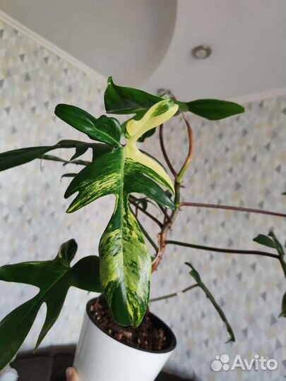 Филодендрон маска вариегатная